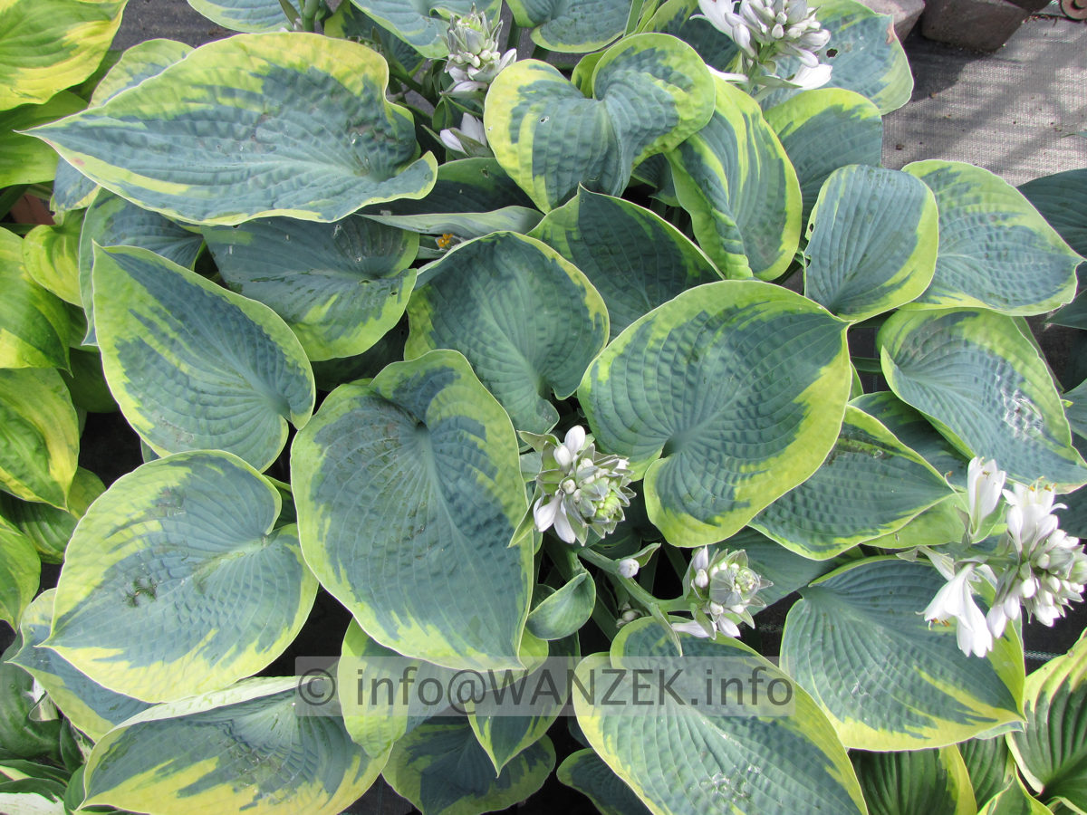 Hosta tokudama flavo-circinalis 02.JPG